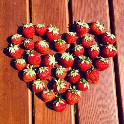 Erdbeeren Liebe Bauer Fricke