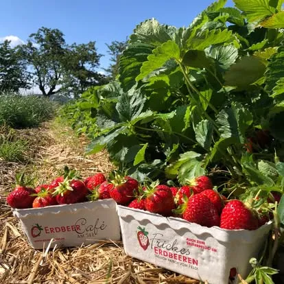 Erdbeeren selbst pflücken