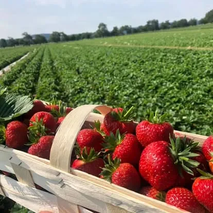 Frisch gepflückte Erdbeeren