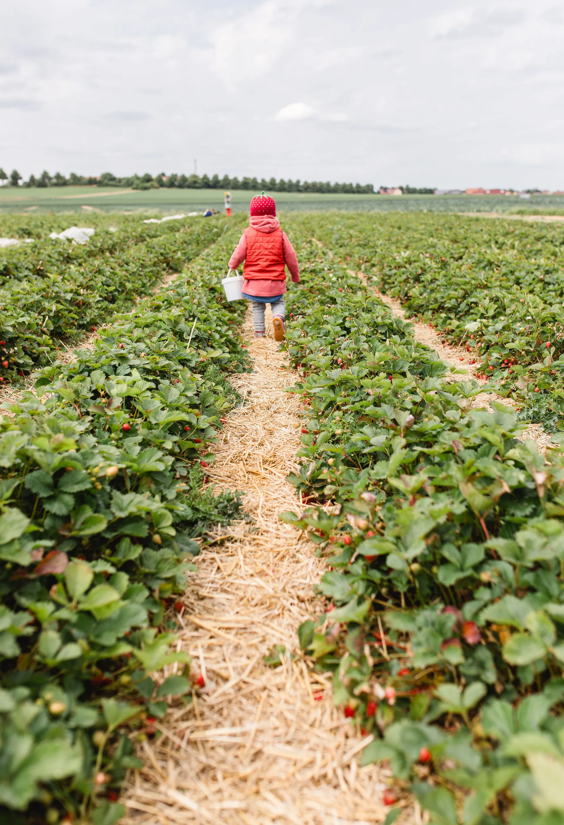 Erdbeeren selbst pflücken