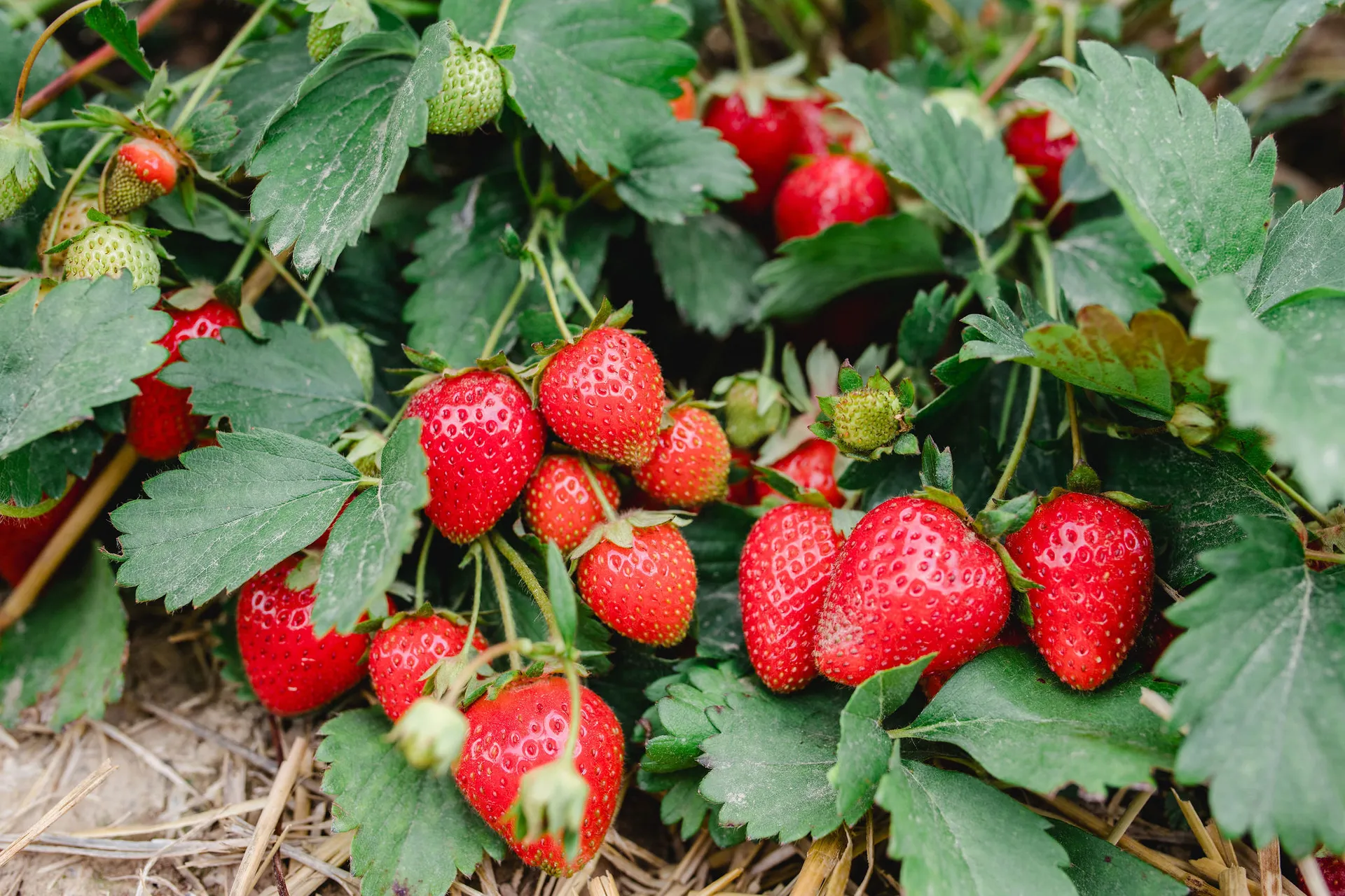 Reife Erdbeeren zum Plücken