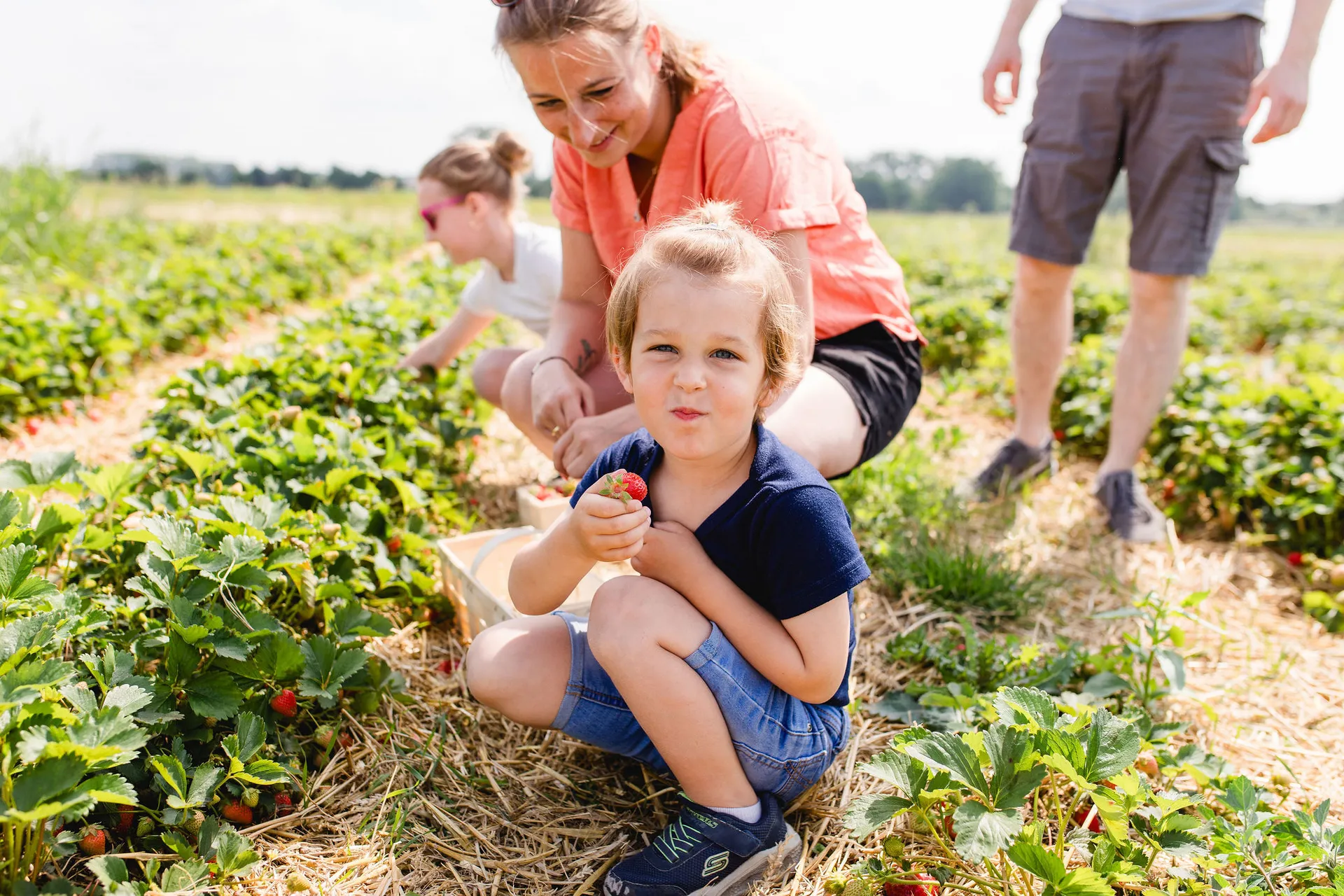 Erdbeeren selbst pflücken - Spaß für die ganze Familie