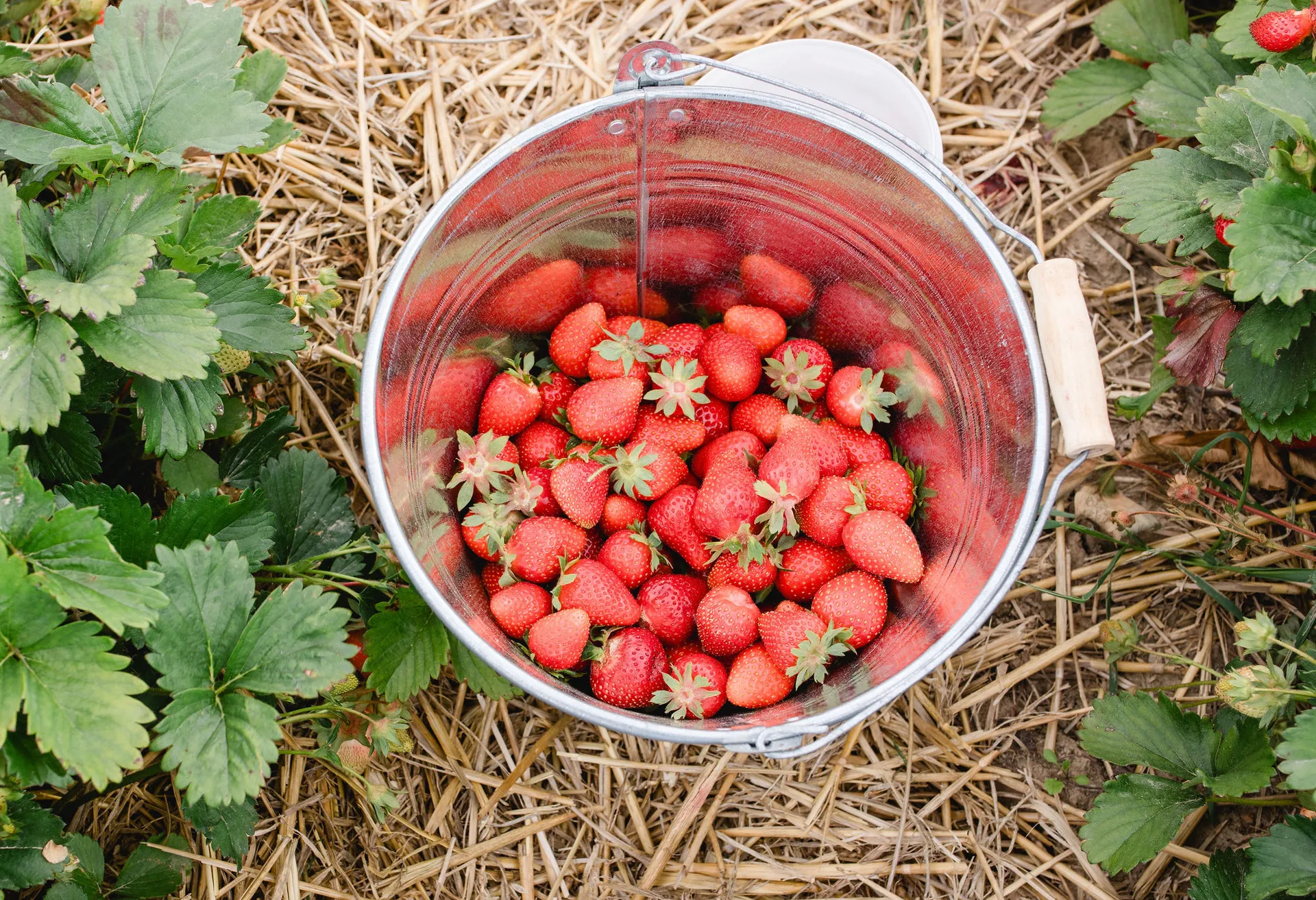 Voller Eimer mit Erdbeeren